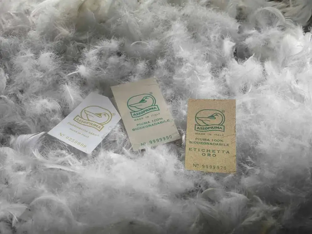 La piuma è compostabile: un materiale che si trasforma in risorsa