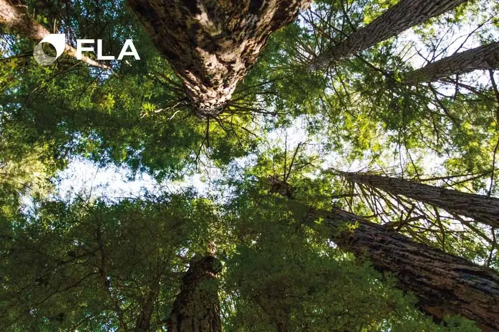 EUDR : est entré en vigueur le texte qui modifie et reporte l'application du Règlement UE